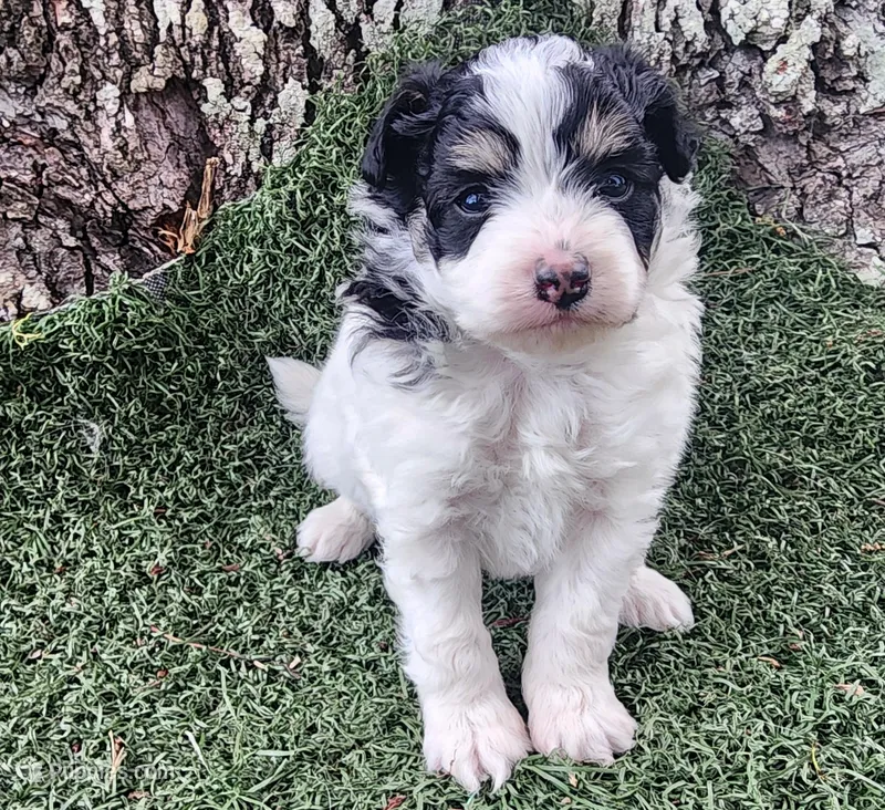 Girl 2 – Pomapoo puppy for sale in Groveland, FL