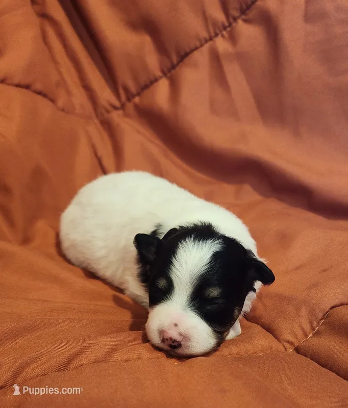 Girl 2 – Pomapoo puppy for sale in Groveland, FL