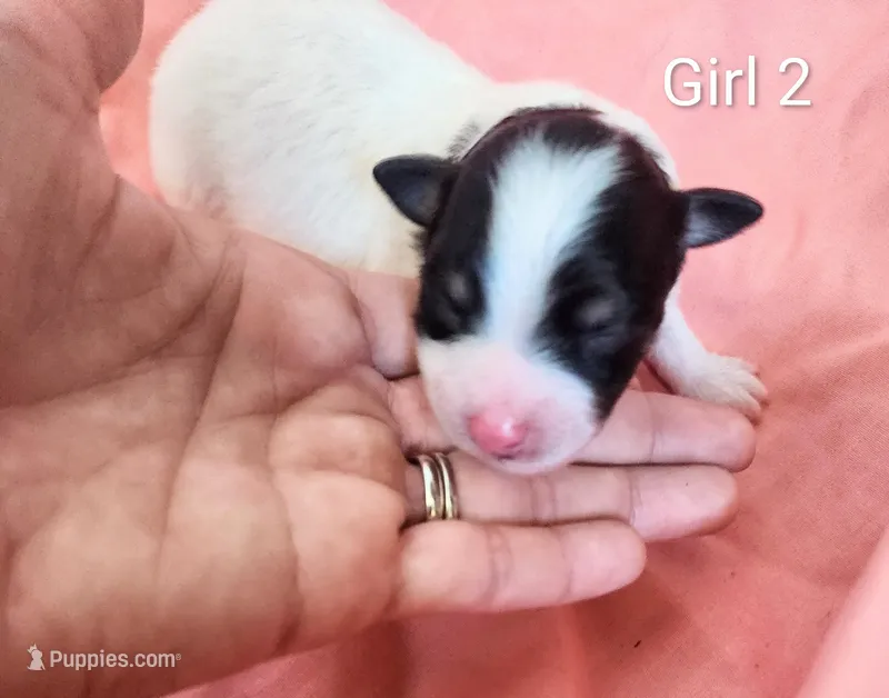 Girl 2 – Pomapoo puppy for sale in Groveland, FL