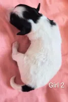 Girl 2, a female Pomapoo for sale in Groveland, FL – Photo 2 of 2