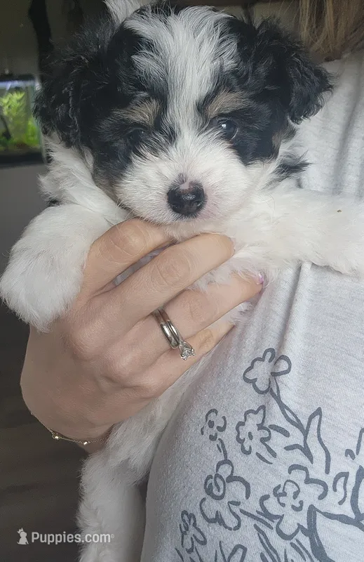 Girl 2 – Pomapoo puppy on hold in Groveland, FL