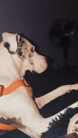 Banner, a male Great Dane for sale in Tallahassee, FL – 3 of 10