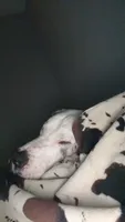 Banner, a male Great Dane for sale in Tallahassee, FL – 2 of 10