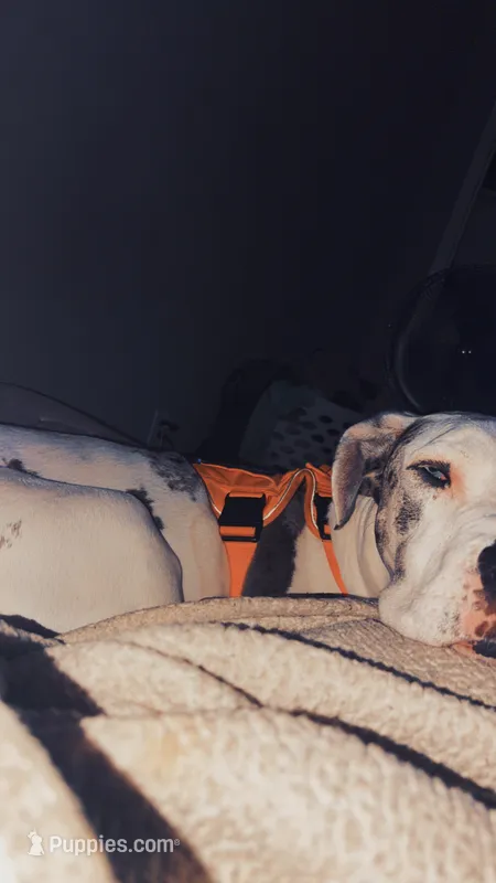 Banner – Great Dane puppy for sale in Tallahassee, FL