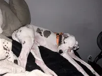 Banner, a male Great Dane for sale in Tallahassee, FL – 10 of 10