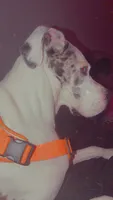 Banner, a male Great Dane for sale in Tallahassee, FL – 4 of 10