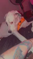 Banner, a male Great Dane for sale in Tallahassee, FL – 7 of 10