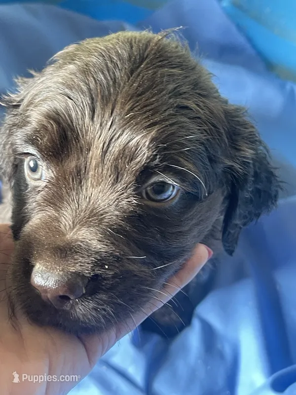 red male, a male Boykin Spaniel for sale in Fyffe, AL – 1 of 2