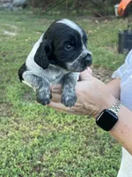 Bllue Roan Female , a female English Cocker Spaniel for sale in Fyffe, AL – 1 of 4