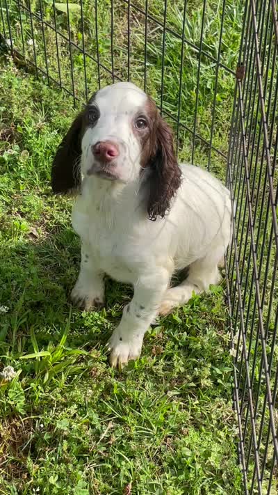 white/Liver Male, a male English Cocker Spaniel for sale in Fyffe, AL – 6 of 6