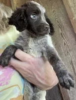 Liver Roan, a female English Cocker Spaniel for sale in Fyffe, AL – 2 of 3