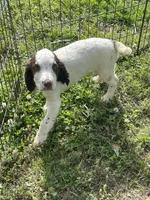 white/Liver Male, a male English Cocker Spaniel for sale in Fyffe, AL – 2 of 6