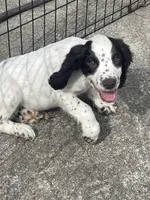White/ Liver markings , a male English Cocker Spaniel for sale in Fyffe, AL – 4 of 6