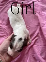 White/Liver, a female English Cocker Spaniel for sale in Fyffe, AL – Photo 3 of 4