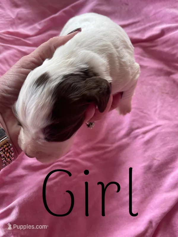 White/Liver, a female English Cocker Spaniel for sale in Fyffe, AL – Photo 1 of 4