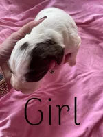 White/Liver, a female English Cocker Spaniel for sale in Fyffe, AL – Photo 1 of 4