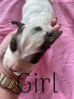 White/Liver, a female English Cocker Spaniel for sale in Fyffe, AL – Photo 2 of 4