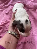 White/Liver, a female English Cocker Spaniel for sale in Fyffe, AL – Photo 4 of 4