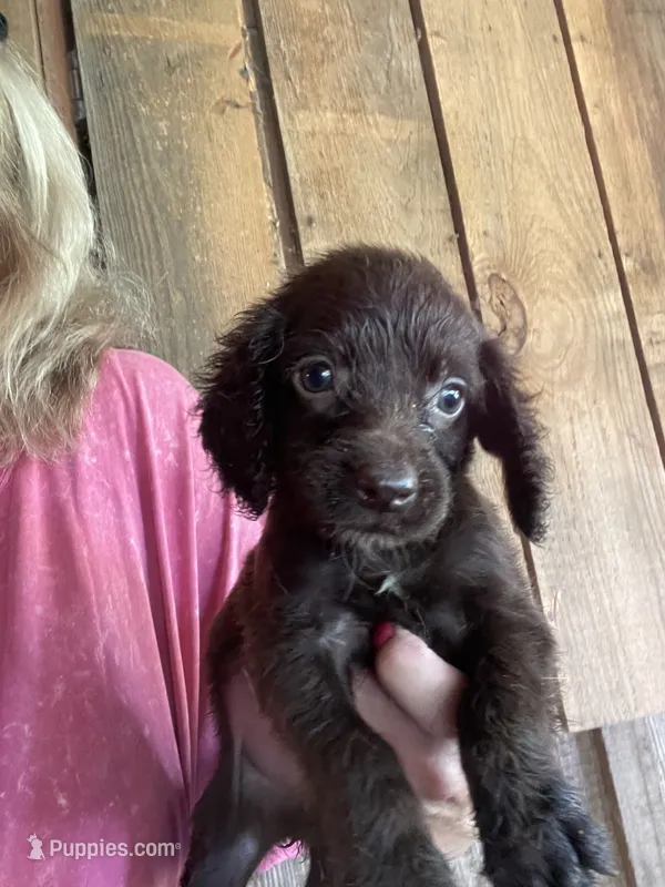 Liver Female – English Cocker Spaniel puppy for sale in Fyffe, AL