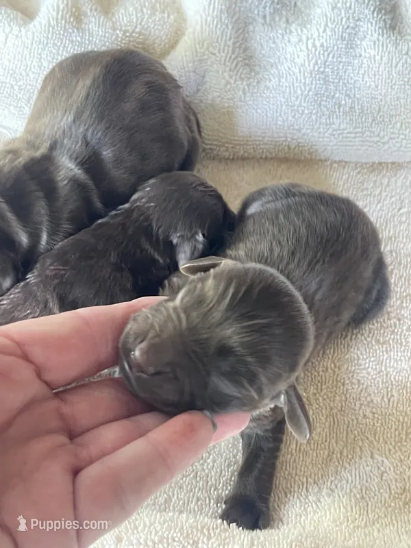female – Boykin Spaniel puppy for sale in Fyffe, AL