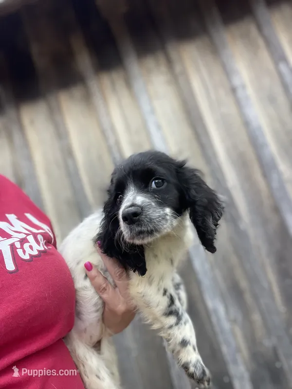 Female – English Cocker Spaniel puppy for sale in Fyffe, AL