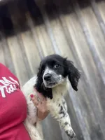 Female, a female English Cocker Spaniel for sale in Fyffe, AL – 1 of 3