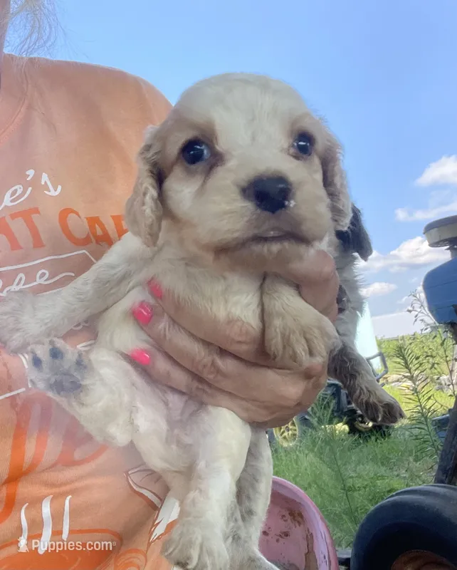 Lemon Roan – English Cocker Spaniel puppy for sale in Fyffe, AL
