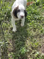white/Liver Male, a male English Cocker Spaniel for sale in Fyffe, AL – 4 of 6