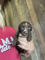 Female, a female English Cocker Spaniel for sale in Fyffe, AL – 1 of 3