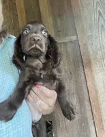 Liver, a male English Cocker Spaniel for sale in Fyffe, AL – 1 of 3