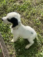 Boy 4  black Markings, a male English Cocker Spaniel for sale in Fyffe, AL – 6 of 7