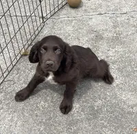 Boykin/ ECS, a male Boykin Spaniel and English Cocker Spaniel for sale in Fyffe, AL – 3 of 6