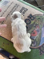 Lemon Roan, a female English Cocker Spaniel for sale in Fyffe, AL – 2 of 2