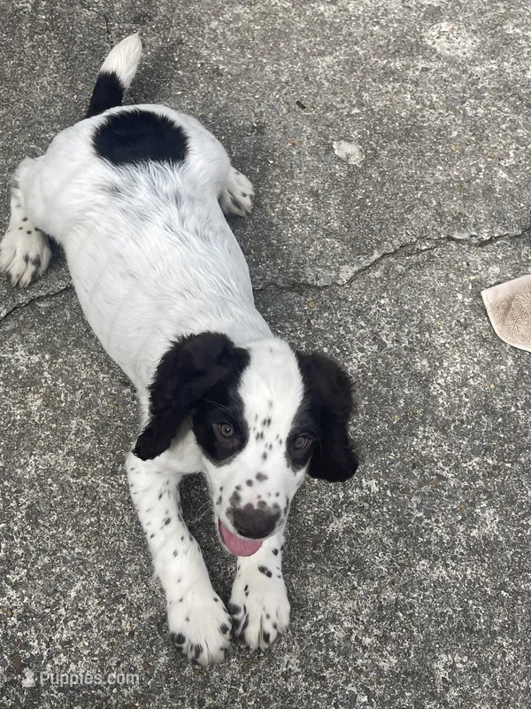 White/ Liver markings  – English Cocker Spaniel puppy for sale in Fyffe, AL