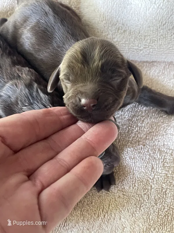 Male  – Boykin Spaniel puppy for sale in Fyffe, AL
