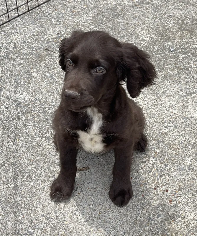 Boykin/ ECS – Boykin Spaniel, English Cocker Spaniel puppy for sale in Fyffe, AL