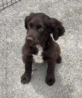 Boykin/ ECS, a male Boykin Spaniel and English Cocker Spaniel for sale in Fyffe, AL – 1 of 6