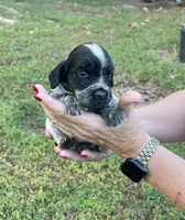 Bllue Roan Female , a female English Cocker Spaniel for sale in Fyffe, AL – 4 of 4