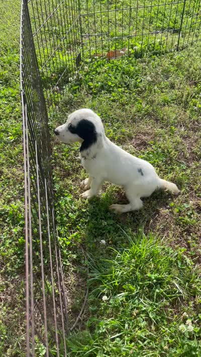 Boy 4  black Markings, a male English Cocker Spaniel for sale in Fyffe, AL – 7 of 7
