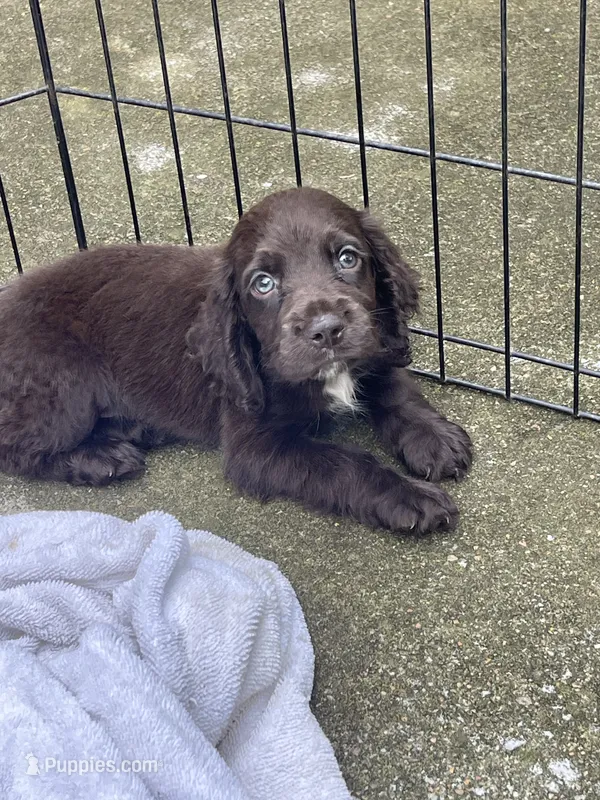 Liver Male – English Cocker Spaniel puppy for sale in Fyffe, AL