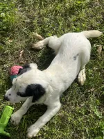 Boy 4  black Markings, a male English Cocker Spaniel for sale in Fyffe, AL – 3 of 7