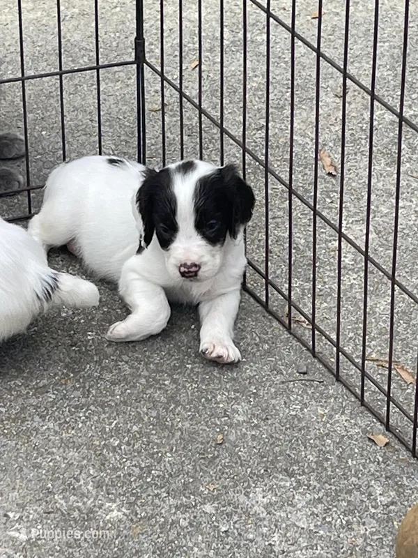 white/Liver Male – English Cocker Spaniel puppy for sale in Fyffe, AL