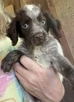 Liver Roan, a female English Cocker Spaniel for sale in Fyffe, AL – 3 of 3