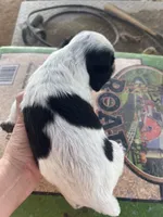 Blue Roan, a male English Cocker Spaniel for sale in Fyffe, AL – 2 of 2