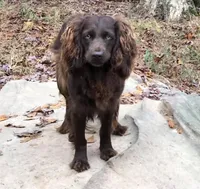 Boykin/ ECS, a male Boykin Spaniel and English Cocker Spaniel for sale in Fyffe, AL – 5 of 6