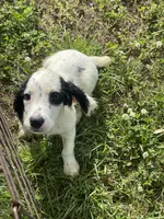 Boy 4  black Markings, a male English Cocker Spaniel for sale in Fyffe, AL – 2 of 7