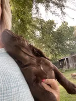Liver, a male English Cocker Spaniel for sale in Fyffe, AL – 3 of 3
