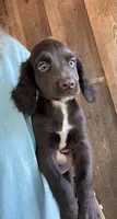 Liver male, a male English Cocker Spaniel for sale in Fyffe, AL – 2 of 2