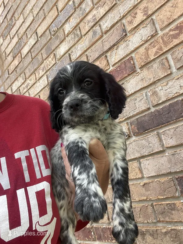 Aqua Female – English Cocker Spaniel puppy on hold in Fyffe, AL