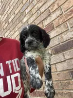 Aqua Female, a female English Cocker Spaniel for sale in Fyffe, AL – 1 of 1